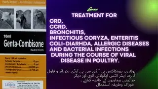 Genta combisone | Coryza Treatment In Poultry | Injection for Aseels | Antibiotic Injection |Aseel