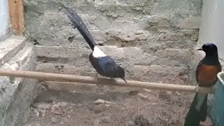 Murai betina gacor birahi