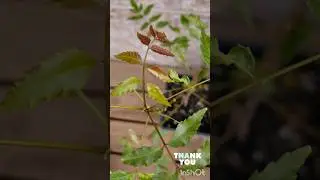 Neem tree caring tips & facts 🪴