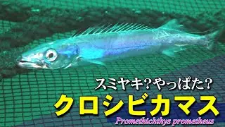【 クロシビカマス 】面倒な美味魚  Promethichthys prometheus