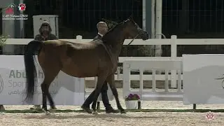 UAE Nationals 2020 - Mares 4+ Years Old (Class 4D)