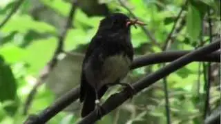 Ecoworks NZ - North Island Robin at Longbush Reserve, Gisborne, New Zealand