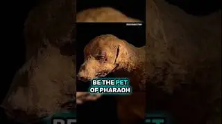 3,500-Year-Old Mummified Dog: Pharaoh Amenhotep's Beloved Pet?#archaeology #history #facts