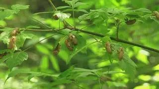 Cicadas are returning to East Tennessee. Expert weighs on the noisy insect