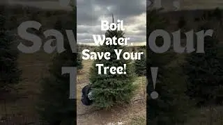 The #1 Hack to Keep Your Christmas Tree Fresh All Season Long!