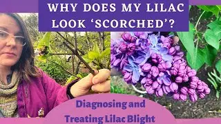 Why Does My Lilac Look Scorched? Diagnosing and Treating Lilac Blight