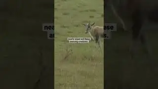 Saving the Rarest 🦌 Antelope in Africa &mdash; Unspoiled 🌍 Planet #nature #wildlife #animals
