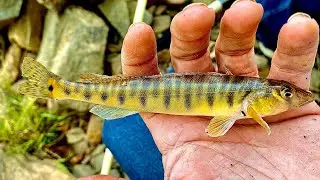 Bottom fishing at the dam. Catfish PB! Plus whatever this thing is!