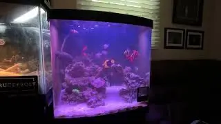 32 gallon bio cube REEF UPDATE after around 5-6 months