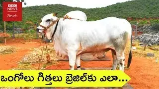ఒంగోలు గిత్తలు: ఆంధ్రలో అంతరిస్తూ బ్రెజిల్&zwnj;కు ప్రాణంగా ఎలా మారాయి?