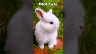 Rabbit growth - Baby bunny rabbit growing up
