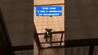 Entenda como resolver a ansiedade por separa&ccedil;&atilde;o do seu cachorro #shorts
