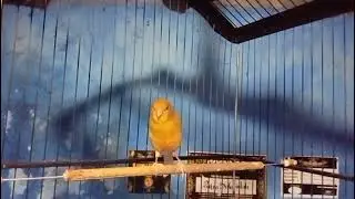 Kenari Gacor Dor Panjang