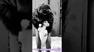 cars-антидепрессанты! #клип #музло #смех #собака #бигль #dog #car #jokes #humor #мем