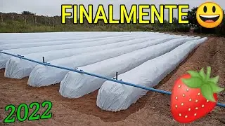 Preparando os CANTEIROS para plantio do morango - PARTE 2