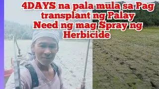 4Days from planting rice need to spray herbicide pubreng seaman (siman)@ Alamin natin tv is live!