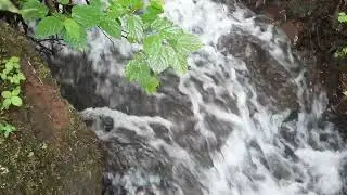 Som do Rio e Folhas ao Vento / River Sound with Rustling Leaves