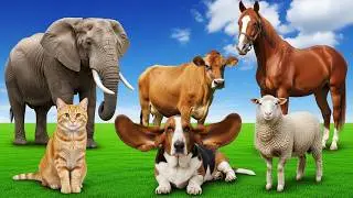 Familiar Animals - Dog, Cat, Cow, Horse, Elephant - Animal Sounds