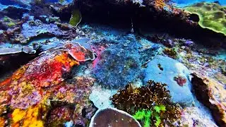 Raja Ampat Adventure 2025: Day 4 (Mayhem, Citrus Ridge, My Reef, and Galaxy)