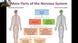 Nervous System