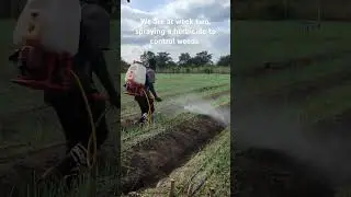 Control of weeds in onions using a herbicide