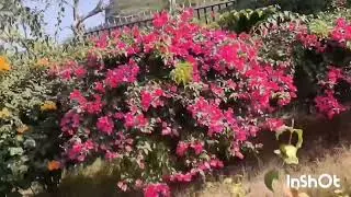 Bougain villea Garden |Birla Mandir Jaipur | LaxmiNarayan Mandir #Rajastan #vasanth0rchidsnursery