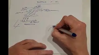 Anatomie  du premier nerf cr&acirc;nien en 5 minutes