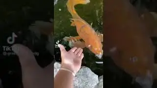 #backyard #pond #koiAwesome Backyard Koi Pond With Waterfall Ideas | Amazing Koi Pond Filter System