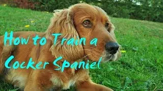 How to Train a Cocker Spaniel - How to Train a Cocker Spaniel Puppy not to Bite