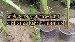 Avoid These Mistakes When Growing Gladiolus //গ্লাডিওলাস ফুল চাষ পদ্ধতি #gardening #plants