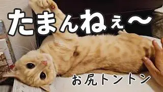 Cat completely destroyed by a tap on the butt