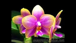 Орхидеи, заказ 2020 Phal.AL Redsun Queen 'Caribbean Sunset July 5 2021