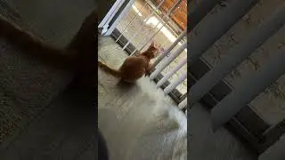 #lovemycat