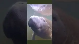 RARE View of WILD Manatee - Comes WITHIN FEET! #shortsclip #wildlife #youtubeshorts #shorts