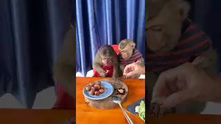 Adorable monkey lovely moments 🐒🌸 #HappyBond