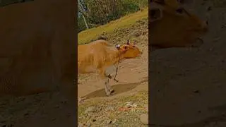 cattle symptoms of heat #heat #symptoms #symphony #heatwave #cattle