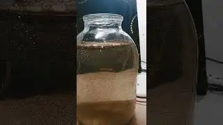 Артемия из Fix price #fishing  #покупки #животные