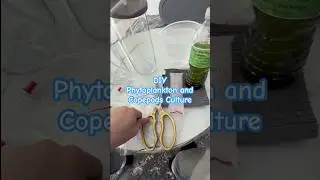 How to Culture Phytoplankton & Copepods at Home | Step-by-Step Guide | DIY #phytoplankton #copepods