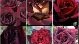 84 - Amazing 10+ Black - Red Roses || Rare Roses || Floral Gardening