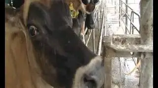 Just the Job - A career as a Veterinarian