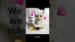 Muslim People are NOT like this! #cat #shorts #trending