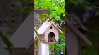 DIY Bird Feeder (Easy & Cheap)