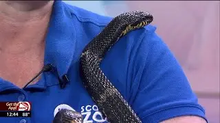 Russian Rat Snake visits the WAND studios from Scovill Zoo