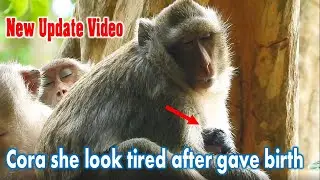 Monkey Cora she gave breast milk to newborn baby Canie & she need to relax