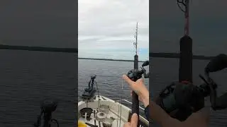 Will pike bite anything? #fishing #pike #livescope