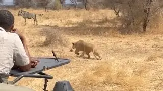lioness hide at car to attack a wildebeest and bringing down video 