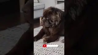 Cute Puppy Cat and Big Dog Having Fun #pets #furry  #dogadoption #doglovers #dogbreeds