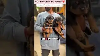 Top 🏆 quality ROTTWEILER puppy 🐶 for sale in Bangalore at low price 💥 #pets #petloversbanglore