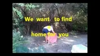 Rescue of a chained dog .wmv