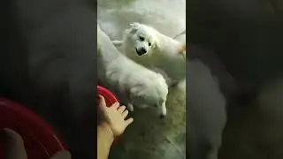 Mini Pet house for day time only 🐕
